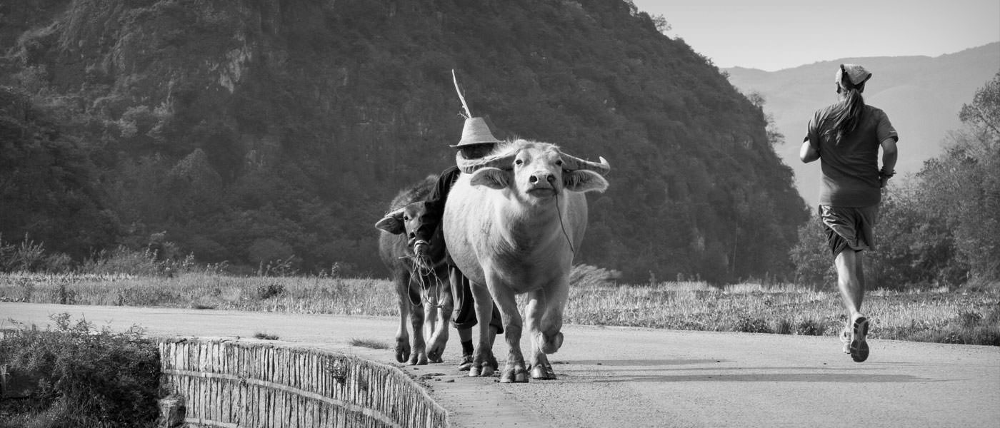 Running in Puzhehei with ox